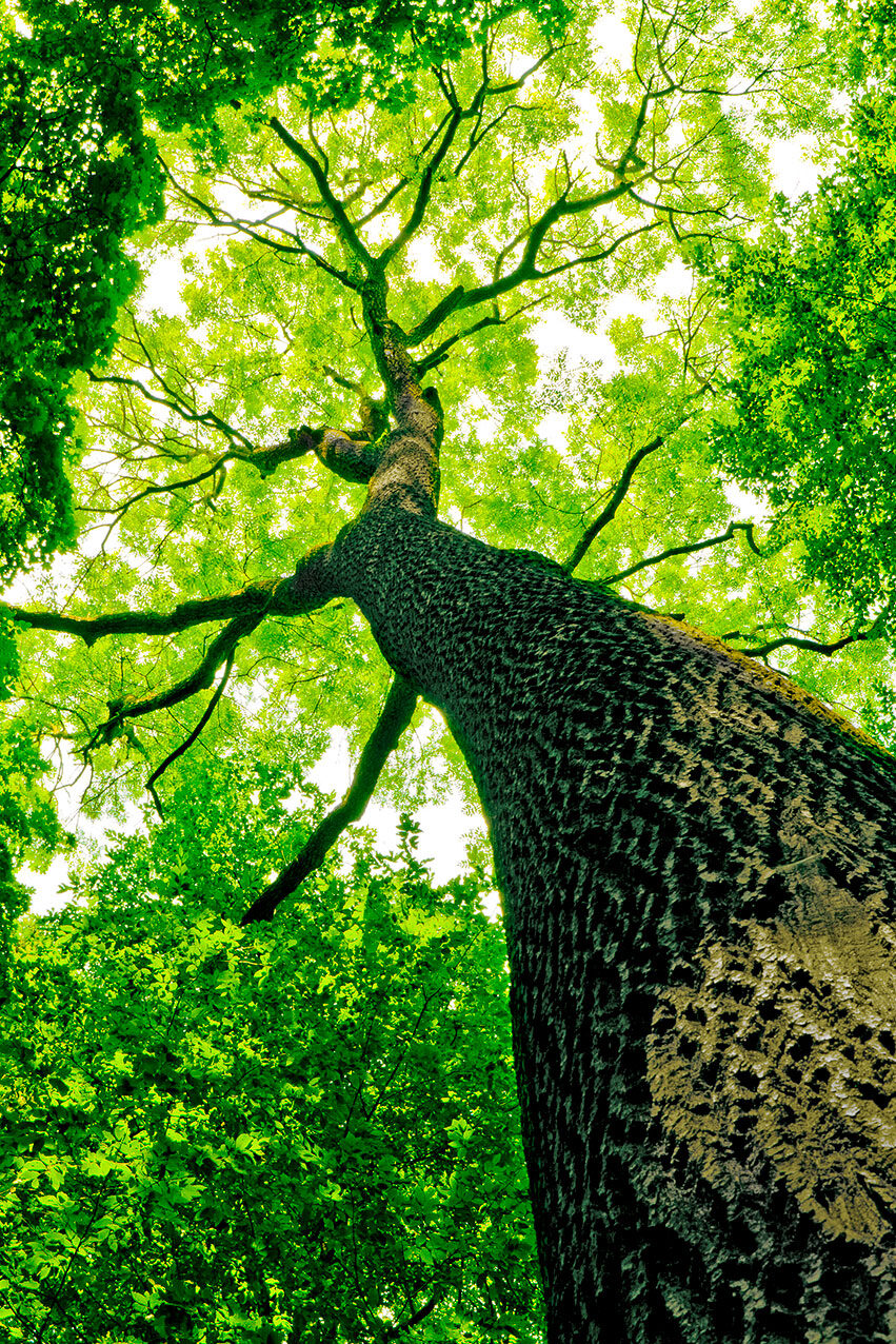 sp-baumpflege-hamburg-norden_1 sp baumpflege hamburg norden 1 1 e1708344875593