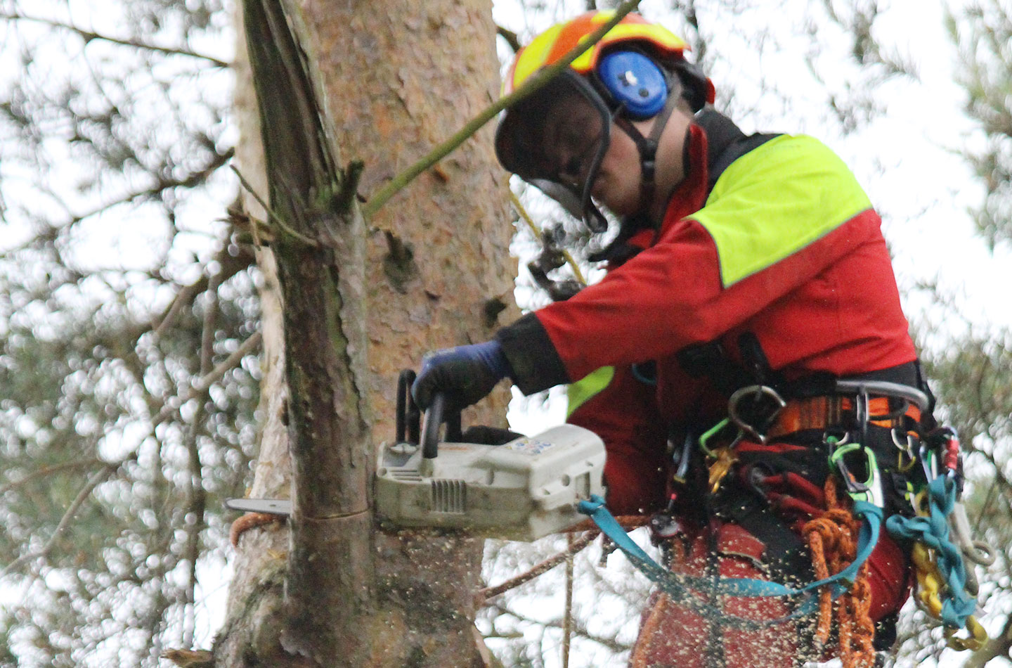 sp-baumpflege-baumpflege-kl_1 sp baumpflege baumpflege kl 1